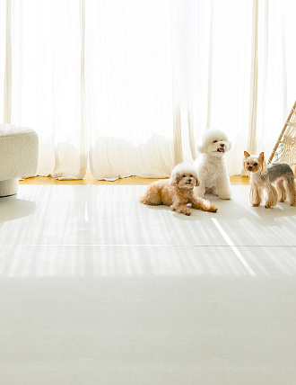 Ковер нескользящий для собак в гостиную Petnoriter Rug, Кремовый 230х140х0.55 см - 1