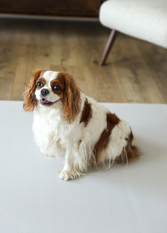 Фото 3 Напольное покрытие ковер рулонный для животных 150х100х0.55 см, Лен Фото 3 Напольное покрытие ковер рулонный для животных 150х100х0.55 см, Лен