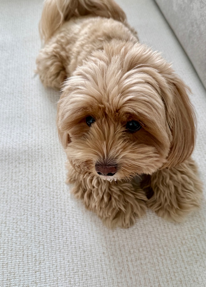 Фото 7 Напольное покрытие ковер рулонный для животных 150х100х0.55 см, Слоновая кость