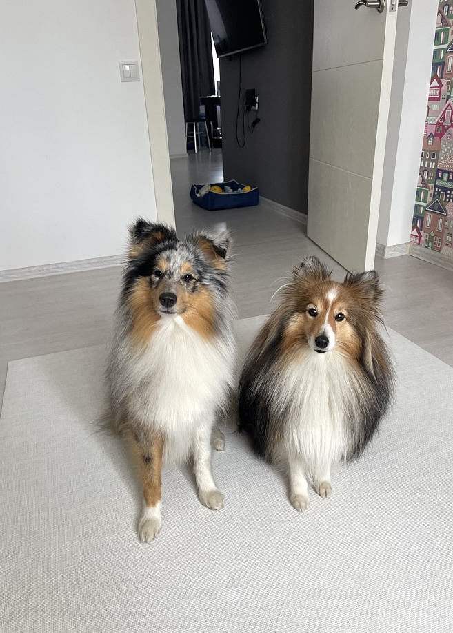 Фото 1 Напольное покрытие ковер рулонный для животных 150х100х0.55 см, Лен Фото 1 Напольное покрытие ковер рулонный для животных 150х100х0.55 см, Лен