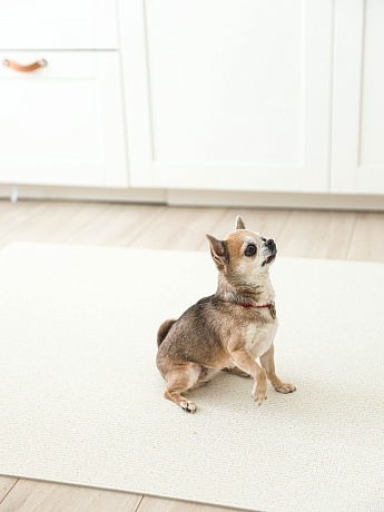 Напольное покрытие ковер рулонный для животных 150х100х0.55 см, Слоновая кость