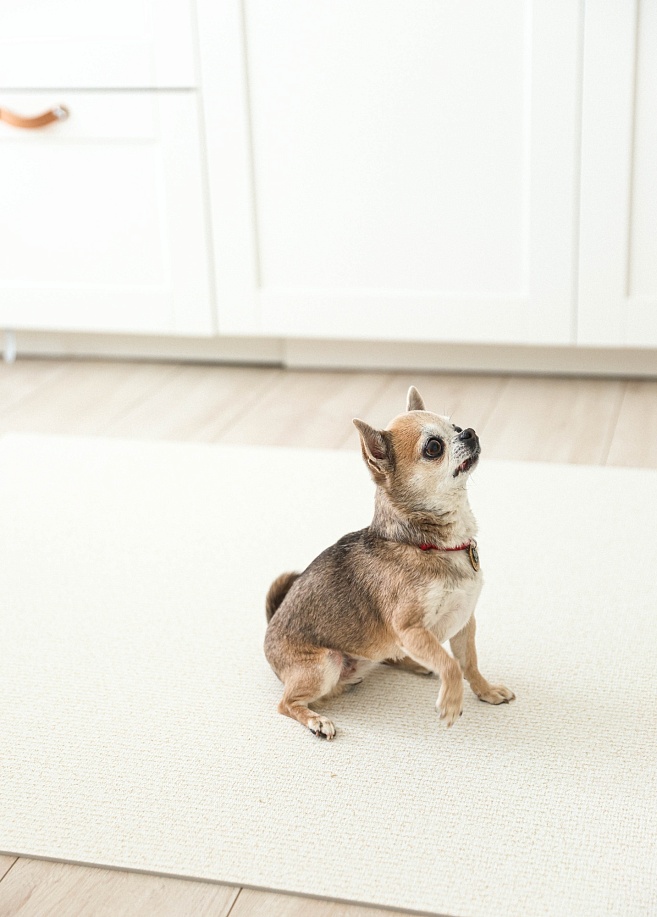 Фото 2 Напольное покрытие ковер рулонный для животных 150х100х0.55 см, Слоновая кость