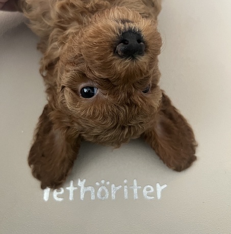 Антибактериальный непромокаемый коврик под пеленку Petnoriter 100х68х0.2 см, Бежевый