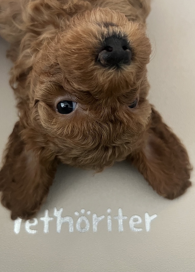 Фото 2 Антибактериальный непромокаемый коврик под пеленку Petnoriter 100х68х0.3 см, Бежевый