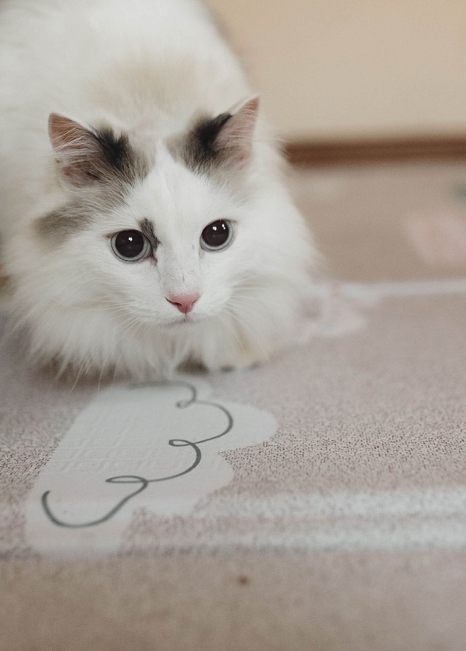 Фото 8 Складной коврик Sillky Portable 140x200x1 см, Облачка Фото 8 Складной коврик Sillky Portable 140x200x1 см, Облачка