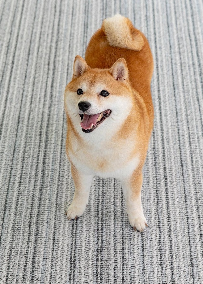 Фото 2 Нескользящее напольное покрытие повышенной прочности для собак и кошек Parklon Petnoriter, Темно-серый