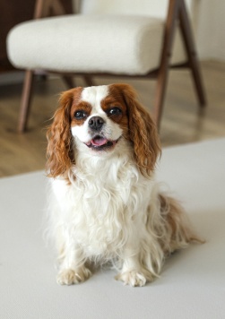 Ковры для собак